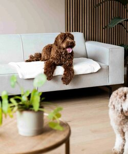 Nuzzle Blanket merenque