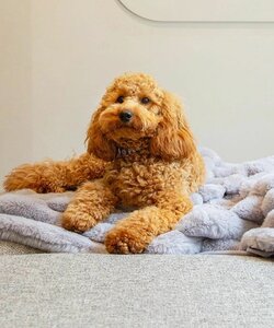 Aspen blanket