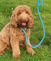 Animal Boulevard School Leash